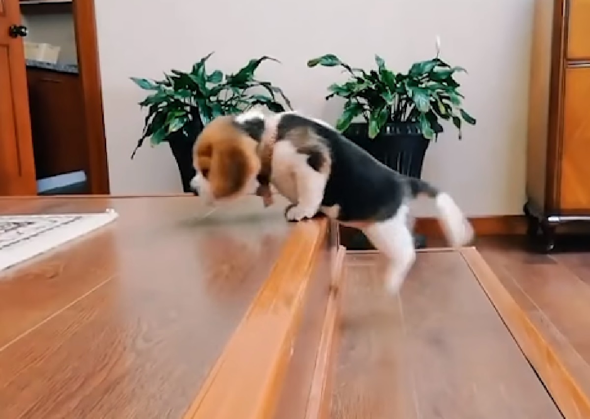 corn cucciolo beagle due tentativi