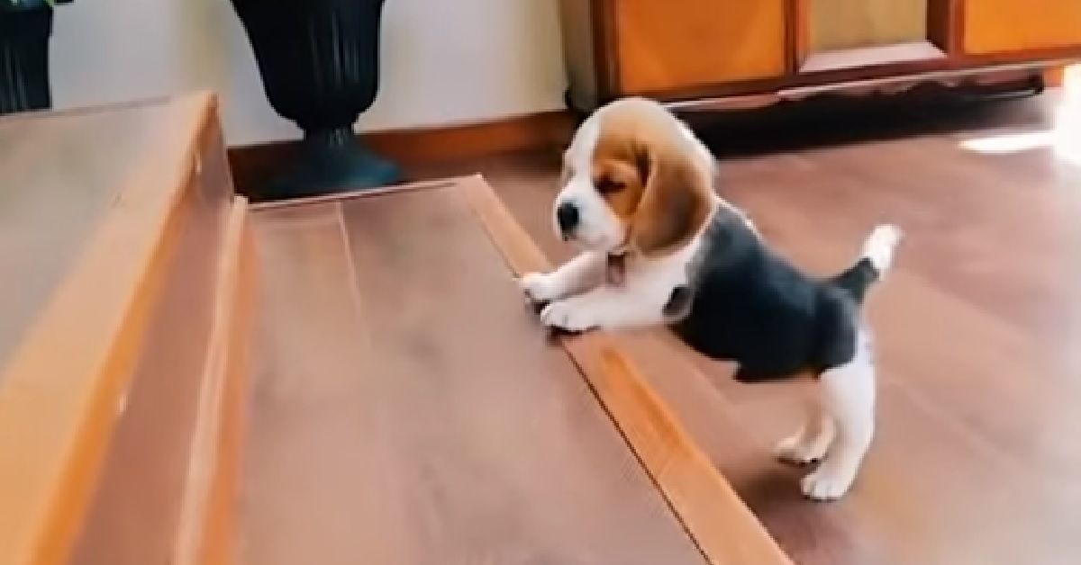 Corn, il cucciolo di Beagle cerca di salire le scale (VIDEO)