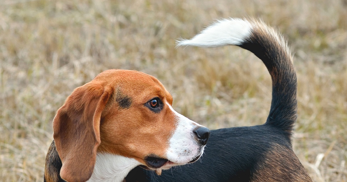 coda del cane alzata