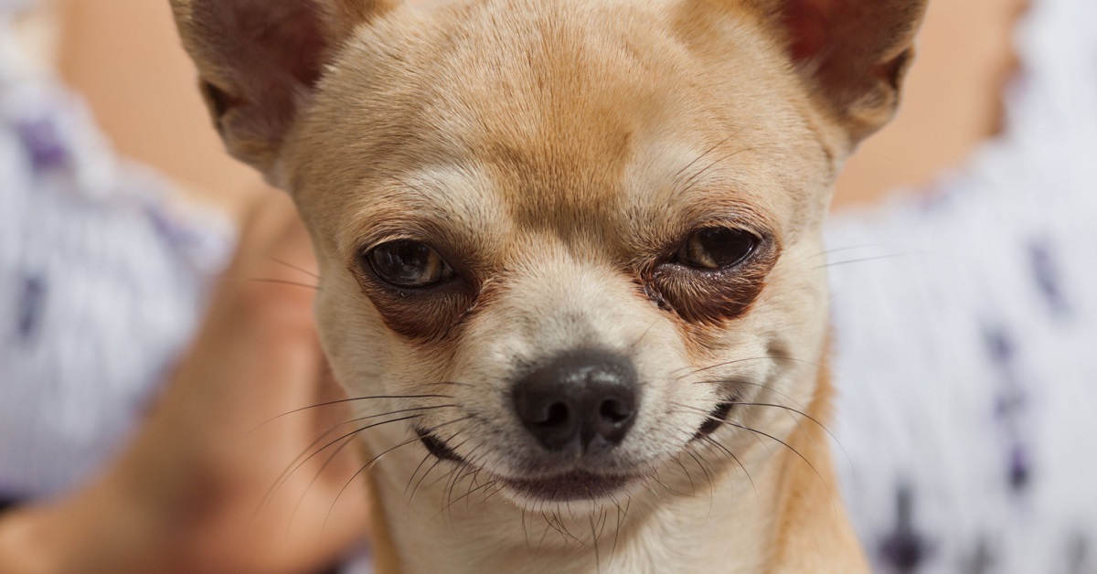 cane con occhi socchiusi