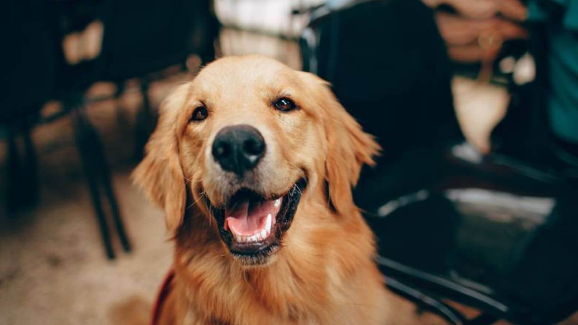 cane golden retriever 