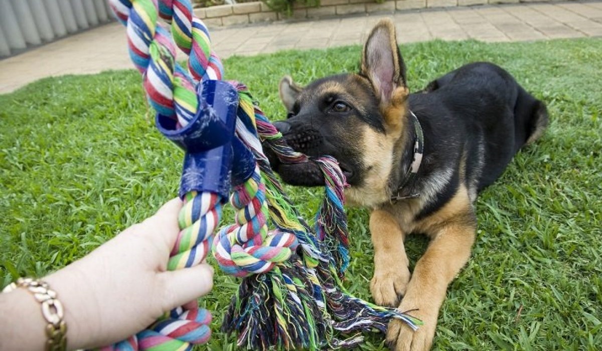 addestrare un cucciolo di pastore tedesco