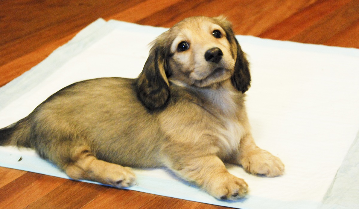 cagnolino sulla traversina