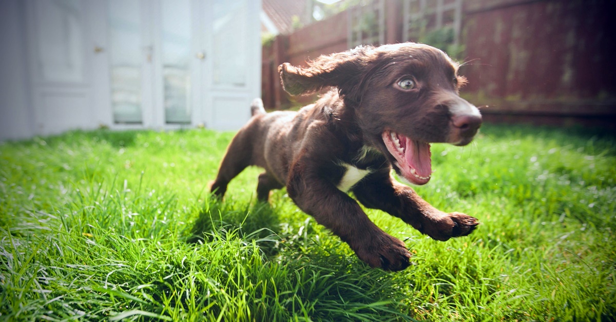 Cucciolo di cane, cose da fargli fare sin da subito per farlo crescere bene