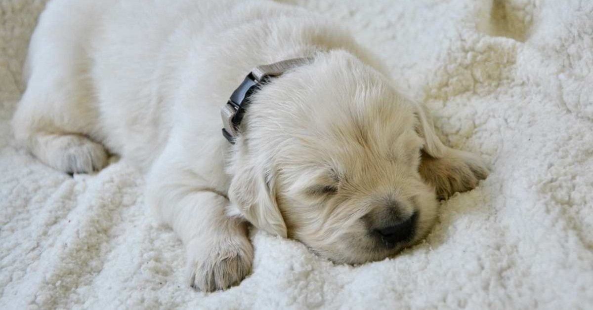 cucciolo di cane bianco