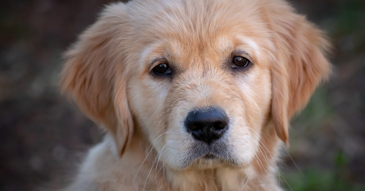 cane cucciolo