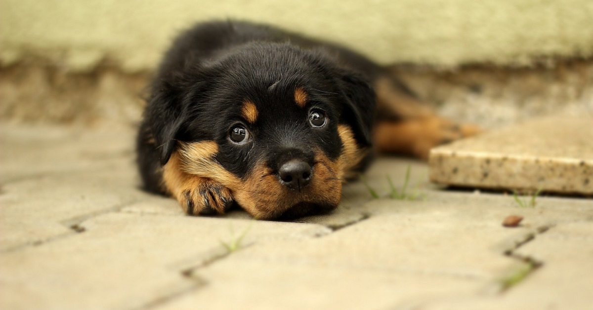 cucciolo di cane per terra