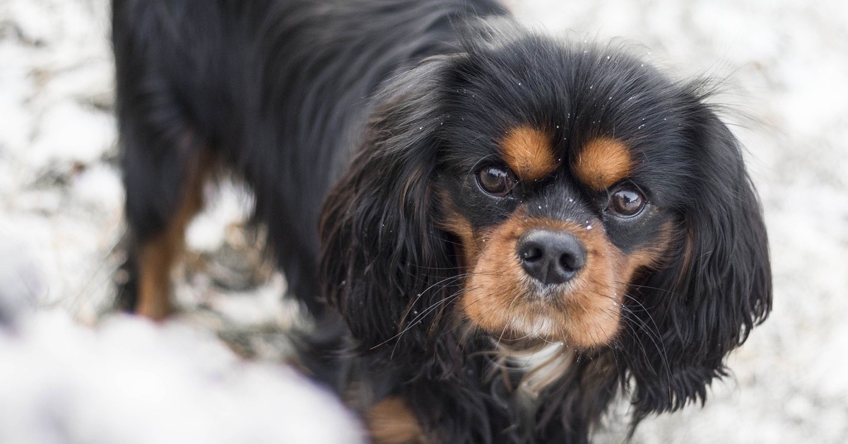 Luna, la cucciola Cavalier King Charles Spaniel felice in mezzo alla neve (VIDEO)