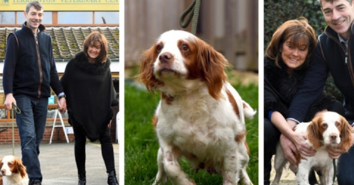 cucciola di Cocker spaniel torna dalla sua famiglia dopo 6 anni