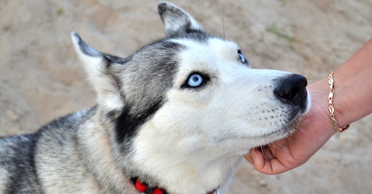 Meeka, la cucciola di Siberian Husky che ogni giorno sveglia i suoi padroni con insistenza (VIDEO)