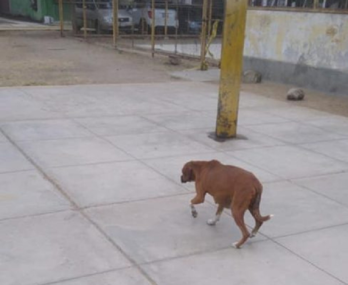 marcielo cuccioli cani randagi comunità