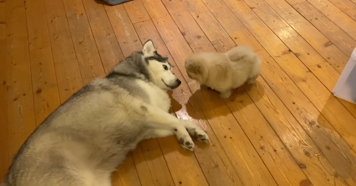 Cuccioli di Chow chow incontrano un Husky per la prima volta (VIDEO)