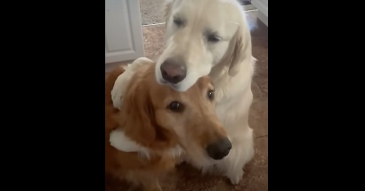 Due cuccioli di Golden Retriever si abbracciano (VIDEO)