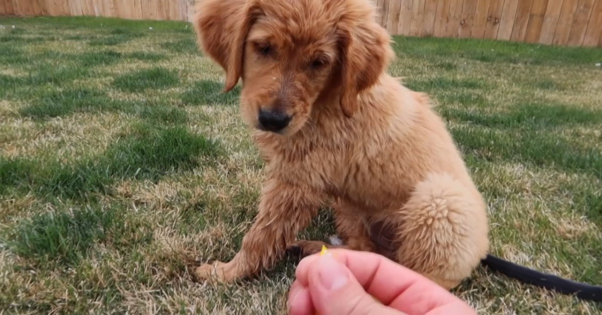 Cuccioli di Golden Retriever giocano con la piscina nuova (VIDEO)