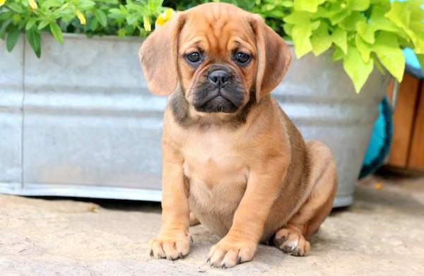 cuccioli di Puggle cure