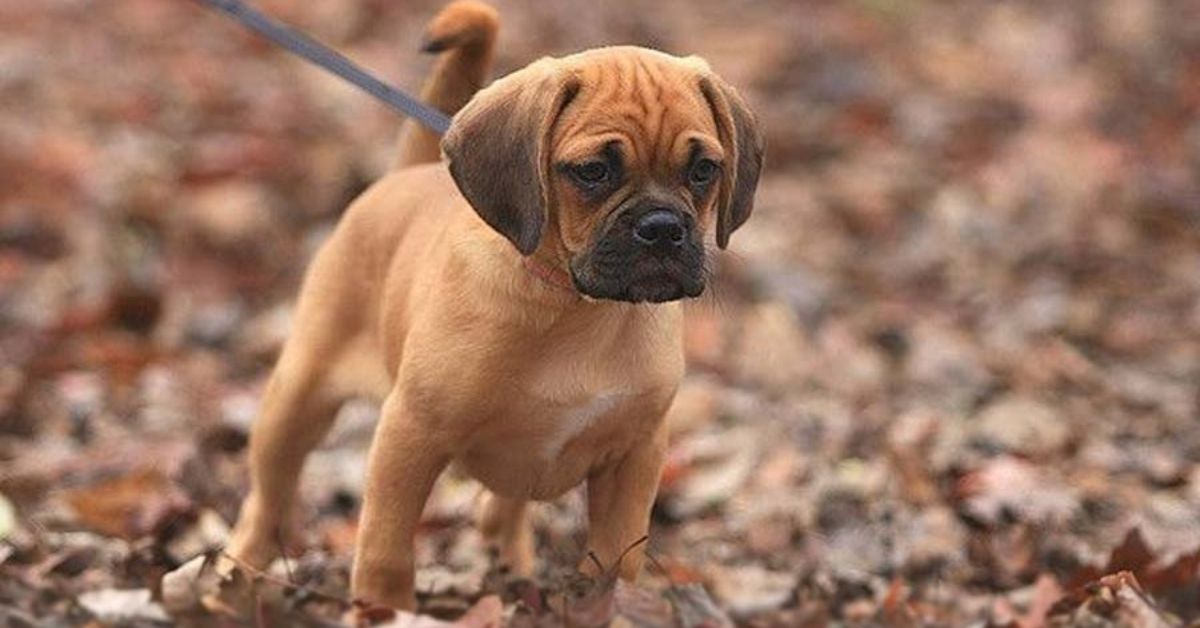 Cuccioli di Puggle: cure e attenzioni per crescerli forti e in perfetta salute