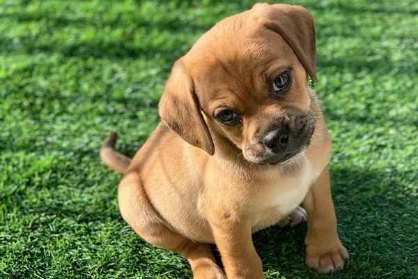 cuccioli di Puggle cure