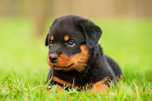 cuccioli di Rottweiler come addestrarli