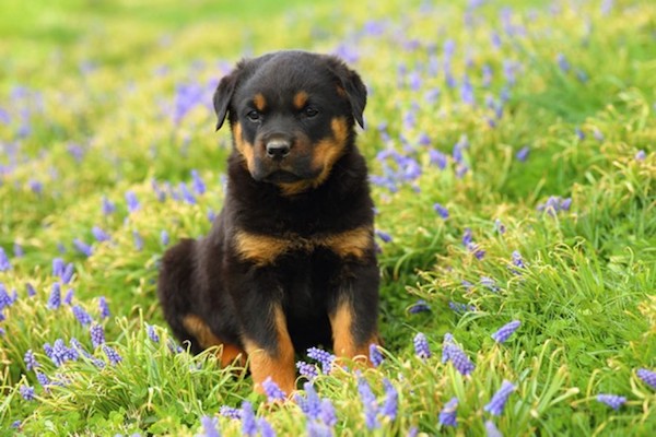 cuccioli di Rottweiler come addestrarli