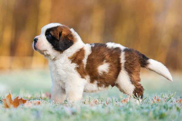 cuccioli di San Bernardo come pulirli