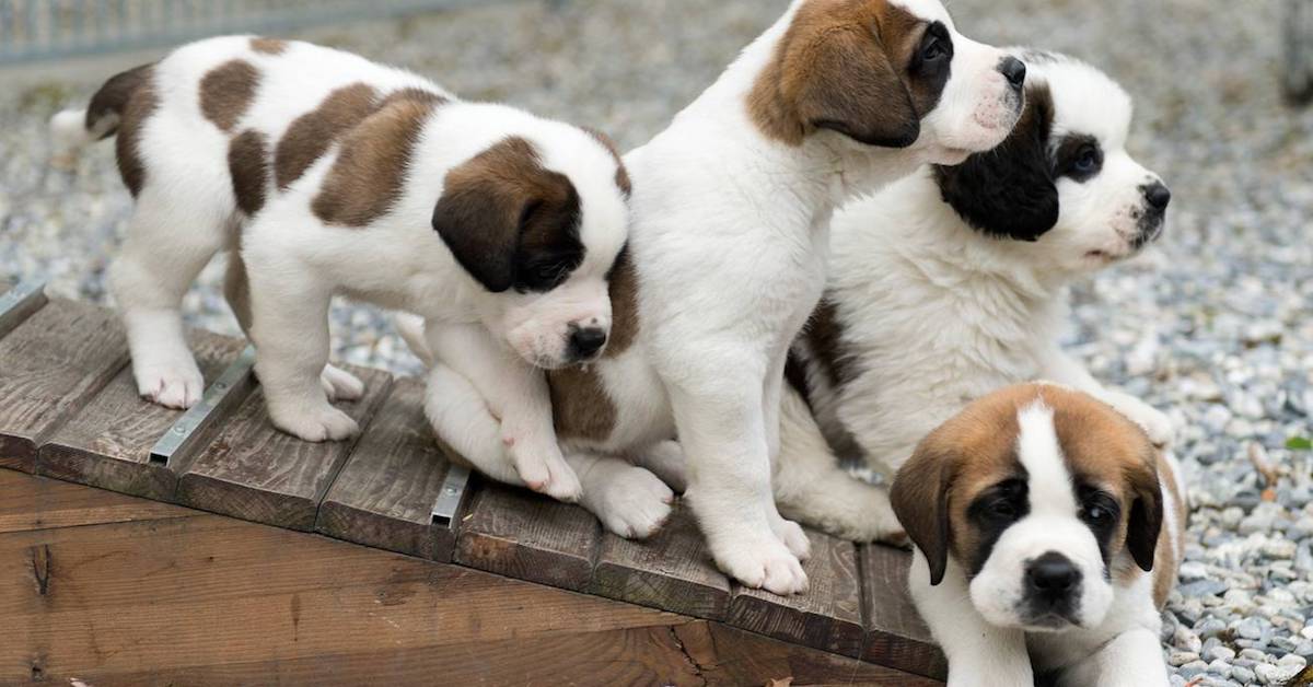 Cuccioli di San Bernardo come sceglierli? Tutti i consigli migliori e le dritte