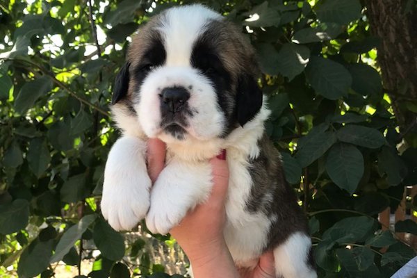 cuccioli di San Bernardo come sceglierli