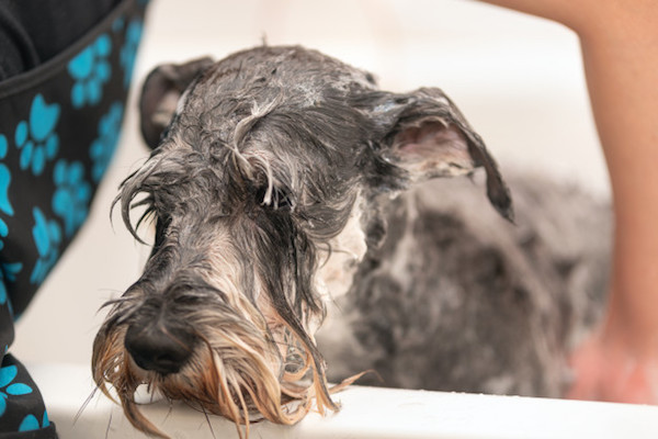 cuccioli di Schnauzer come pulirli