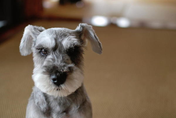 cuccioli di Schnauzer come pulirli