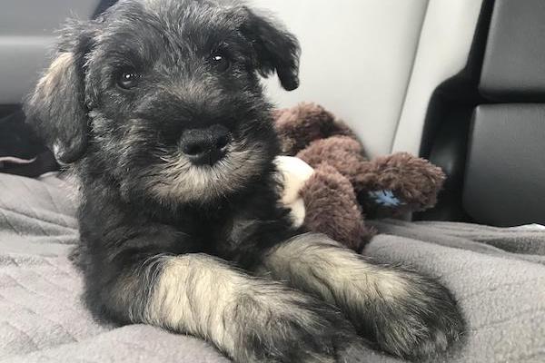 cuccioli di Schnauzer come pulirli