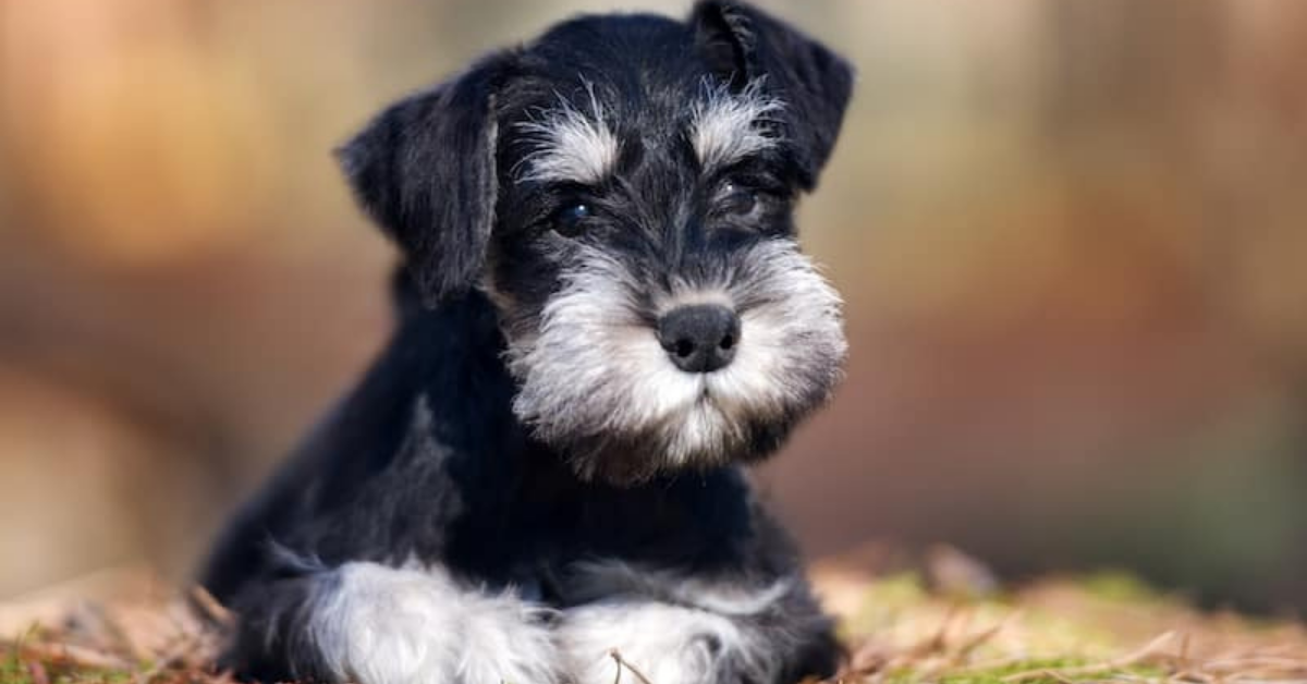 Cuccioli di Schnauzer, come pulirli? Consigli e attenzioni per prendersene cura