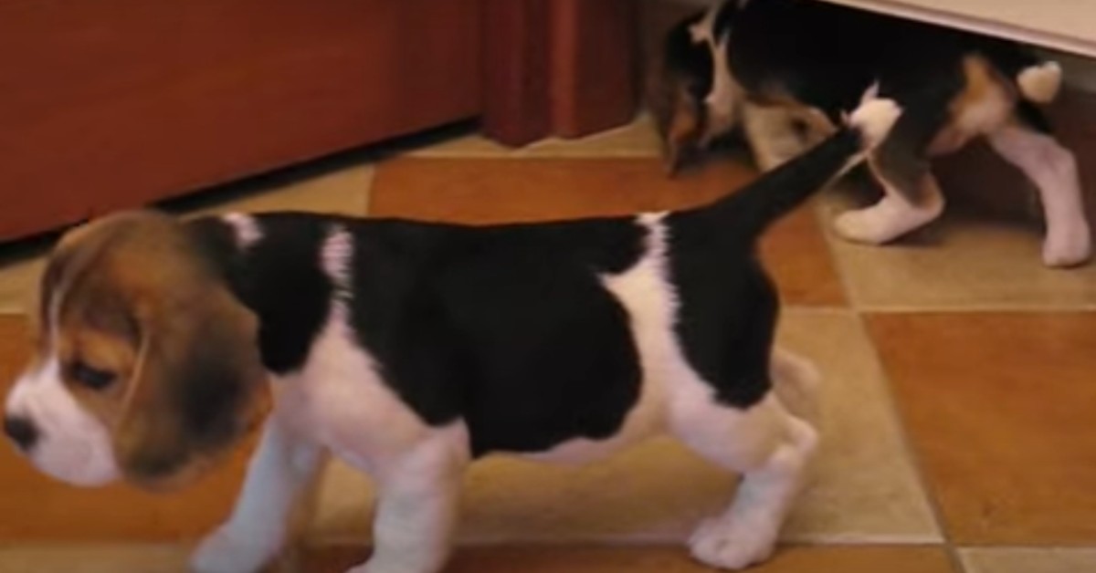 Cuccioli di Beagle giocano insieme e insieme si rilassano tantissimo (VIDEO)
