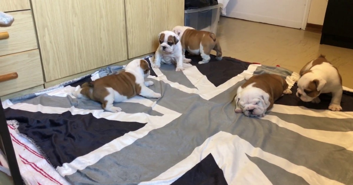 Dei piccolissimi cuccioli di Bulldog inglese giocano insieme (VIDEO)