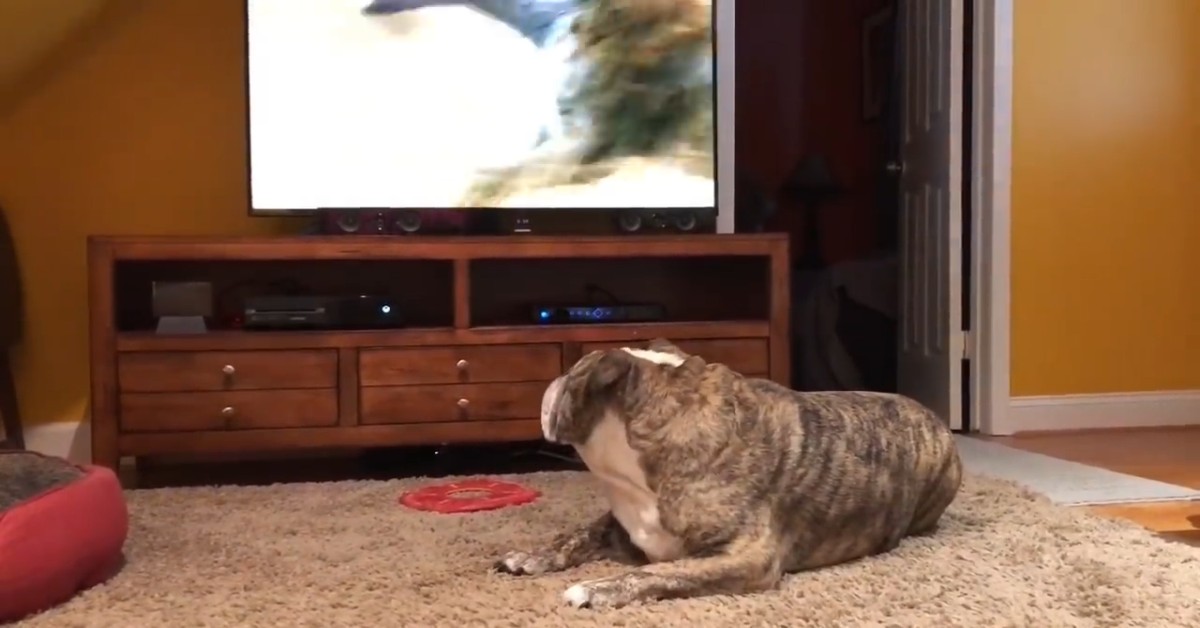 Cuccioli di Bulldog inglese abbaiano alla televisione e si divertono (VIDEO)