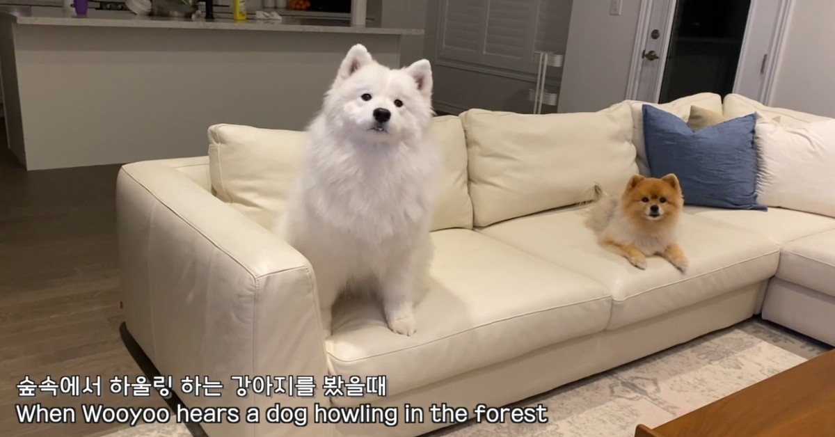 Due cuccioli di cane guardano la televisione e si rilassano (VIDEO)