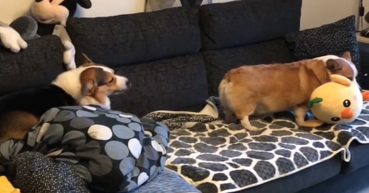 Due cuccioli di cane litigano a causa di un giocattolo (VIDEO)