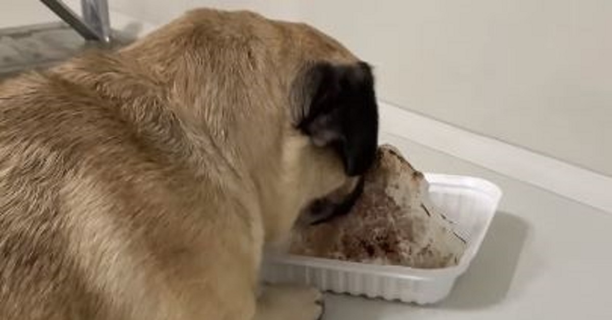 mangia torta cagnolino