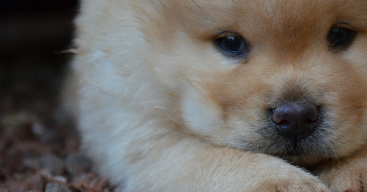 Winter e Nova, i cuccioli di chow chow rubano il maglione a un altro cagnolino (VIDEO)