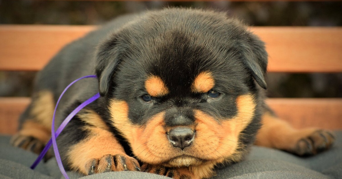 Cuccioli di Rottweiler: carattere, particolarità e comportamento, cosa sapere