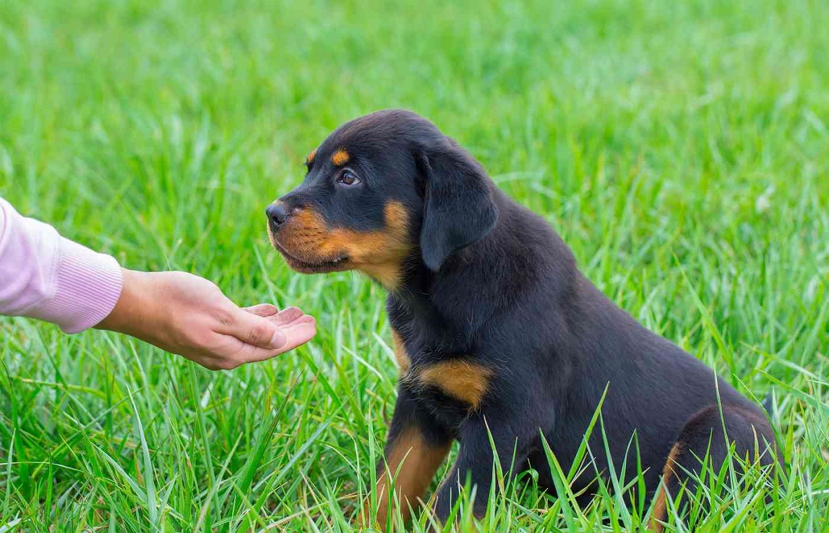 cagnolino seduto sull'erba