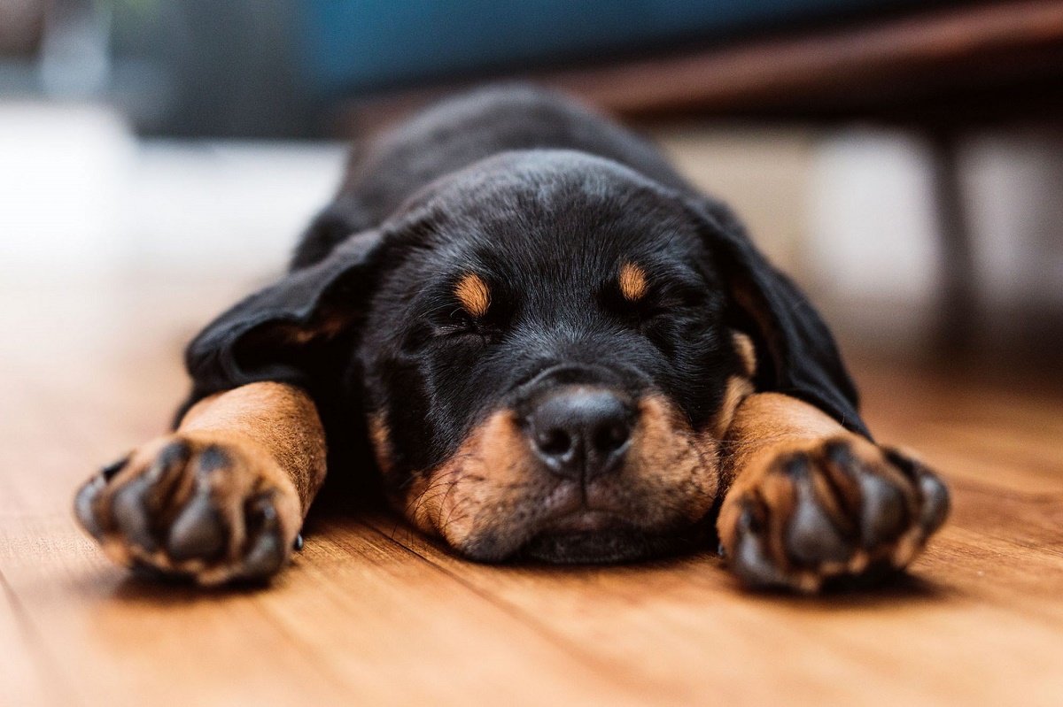 cucciolo di rottweiler sul parquet