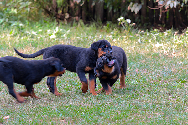 cuccioli di Rottweiler come addestrarli