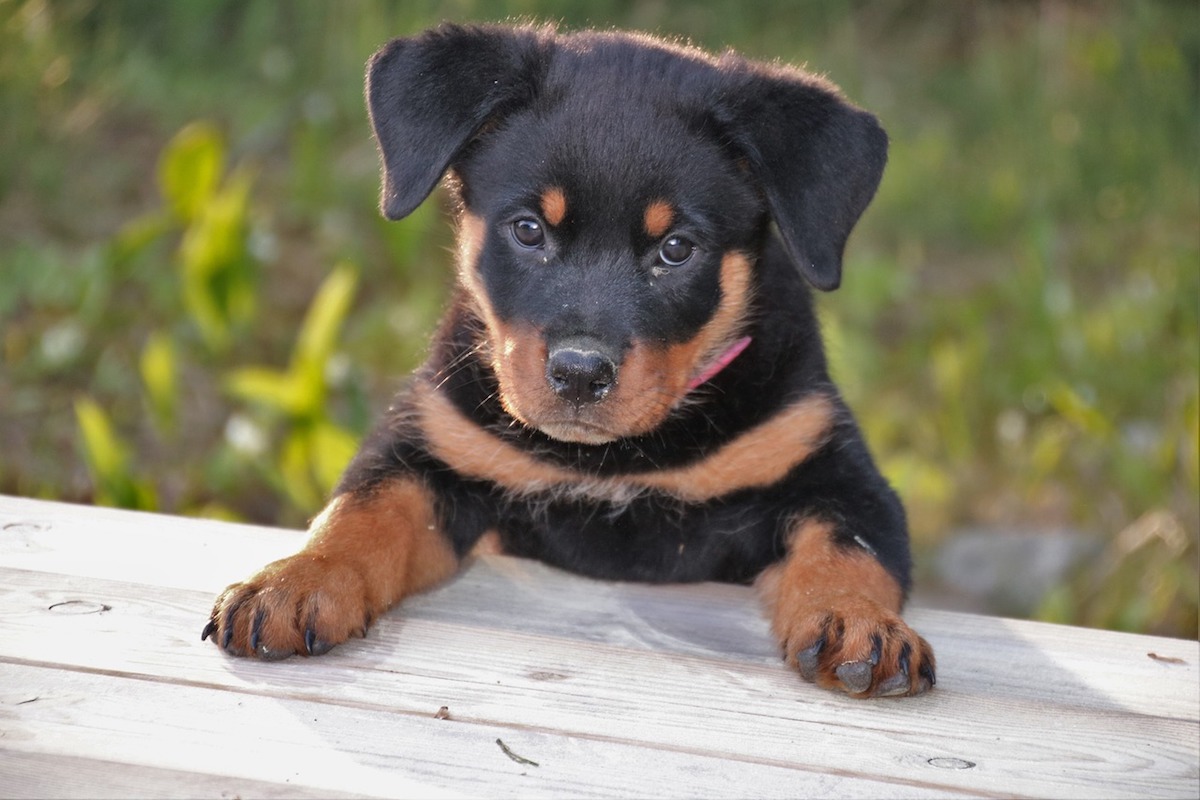 rottweiler sguardo intenso