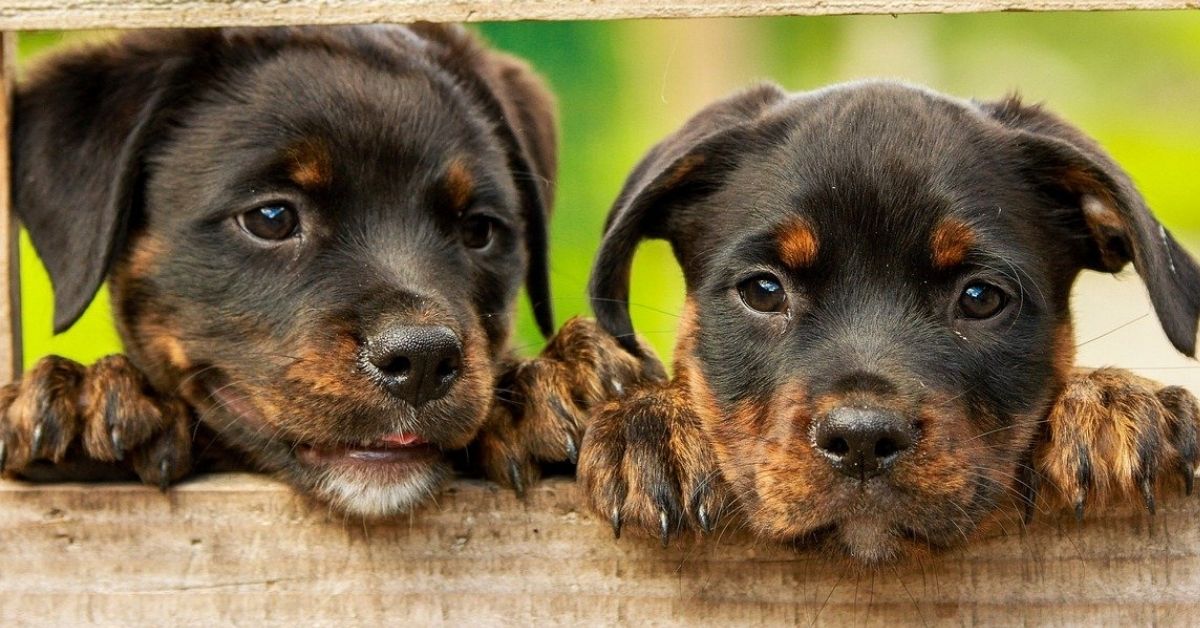 Cuccioli di Rottweiler, sono pericolosi? Ecco cosa c’è da sapere su di loro