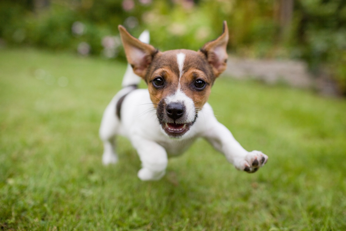 cucciolo di russell terrier corre in giardino