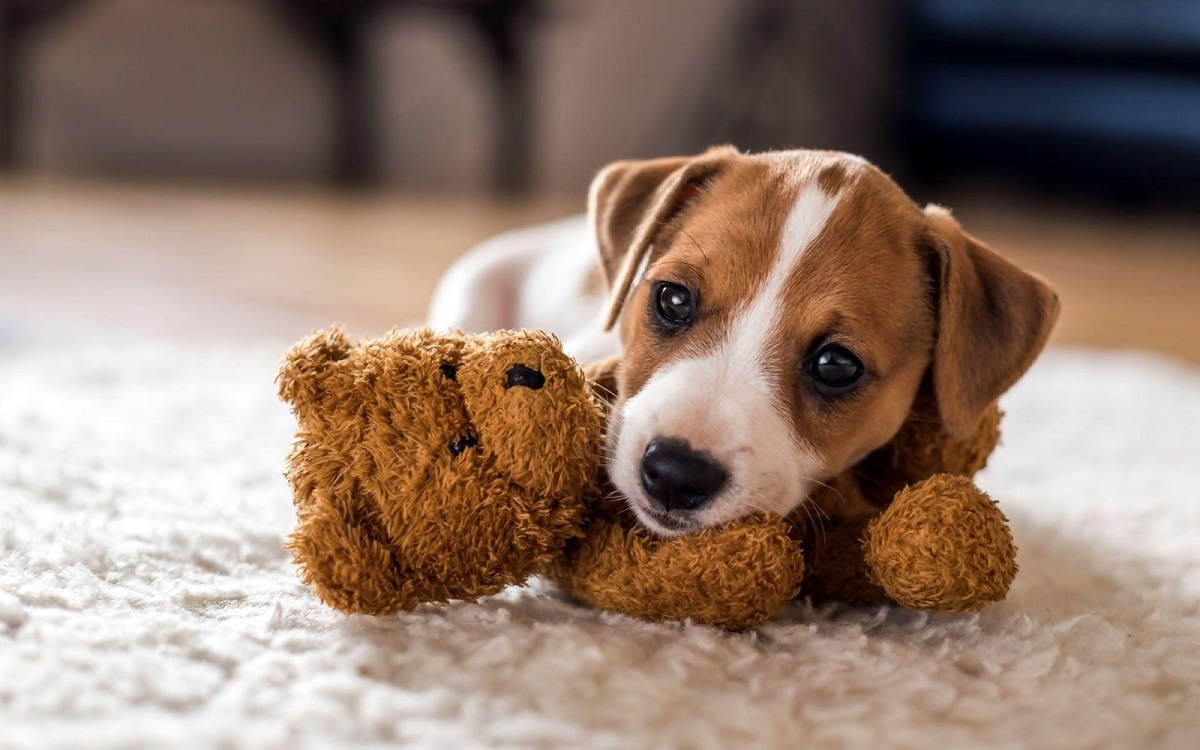 cagnolino di razza jack russell