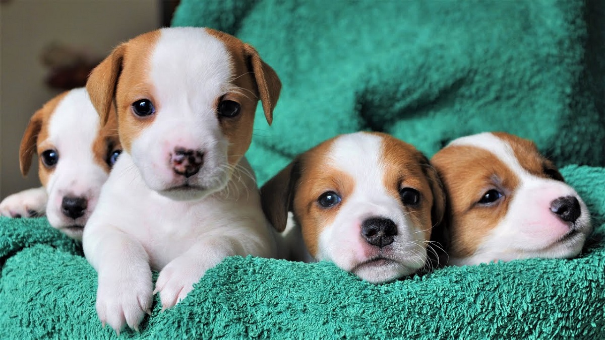 quattro cuccioli di russell terrier