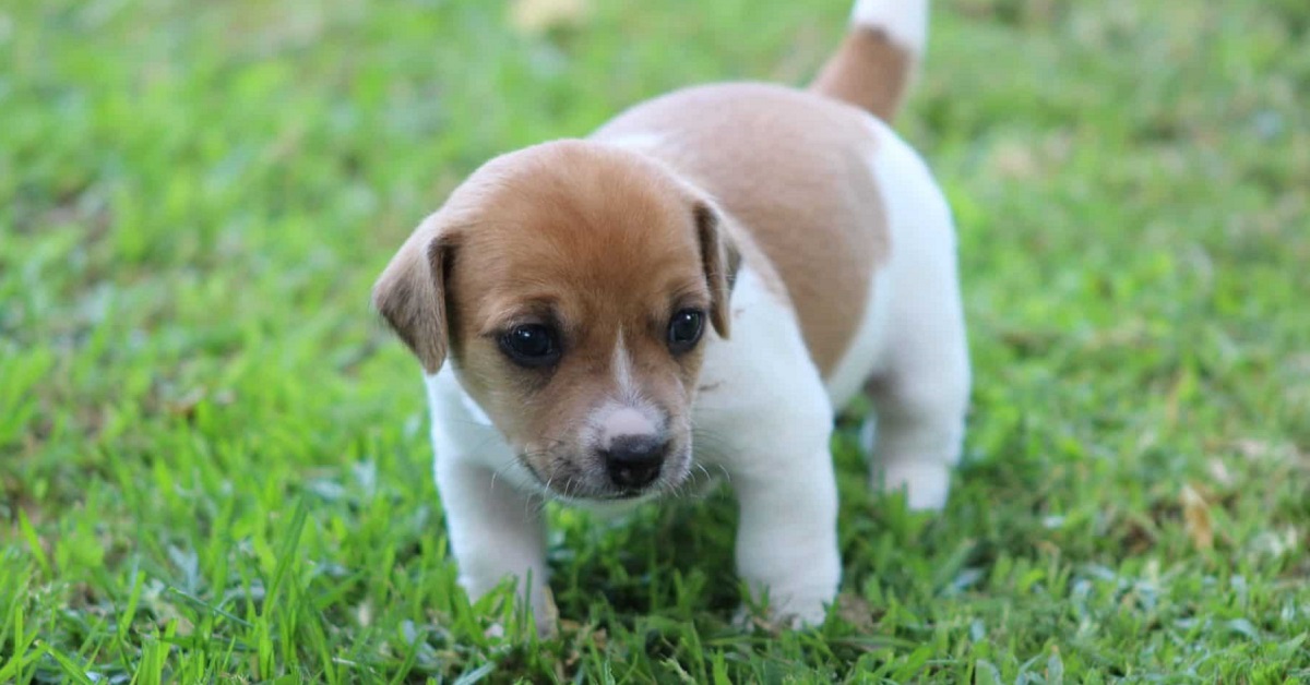 Cuccioli di Russell Terrier come sceglierli? Tutti i consigli migliori e le dritte