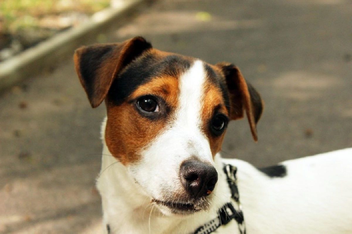 cagnolino di razza russell terrier