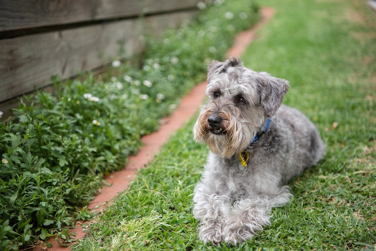 schnoodle in mezzo all'erba