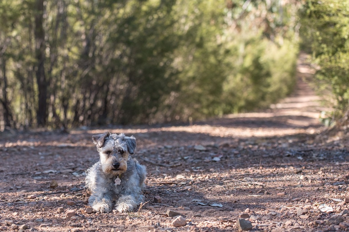 schnoodle relax